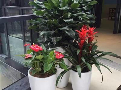 辦公室綠植花卉租賃與批發(fā)銷(xiāo)售 租一年送一個(gè)月，打造健康辦公環(huán)境