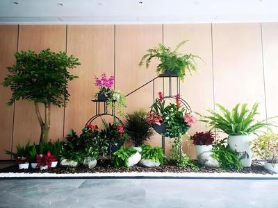 辦公室植物租賃服務(wù) 蛇口花卉綠植出租，上門(mén)養(yǎng)護(hù)與免費(fèi)更換無(wú)憂(yōu)