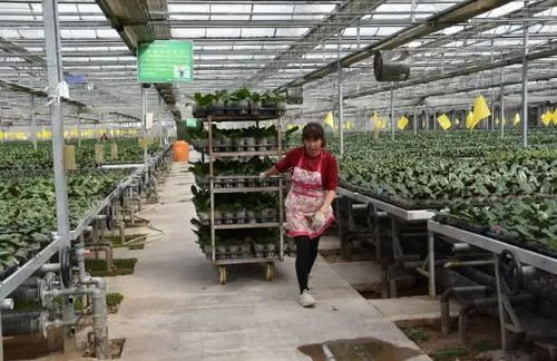 花卉綠植租借 公司+農(nóng)戶模式助推群眾家門(mén)口穩(wěn)定就業(yè)