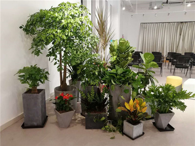 余杭區(qū)花卉租賃指南 海旭園藝服務與市場價格解析