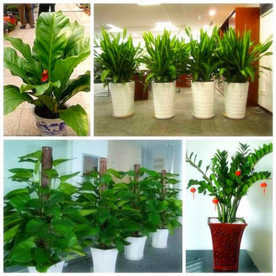 綠植盆景批發(fā)與租賃一站式服務 佳之美花卉的專業(yè)之道
