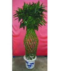 武漢植物出租，打造綠色辦公空間首選——武漢市江岸區(qū)一方綠花卉園藝經(jīng)營部